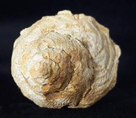 Xenophora agglutinans LAMARCK 1804 - Bild © FossNet FossilienStore